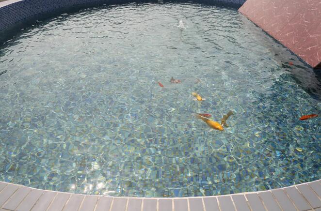 污水凈化后可養(yǎng)魚？這家污水處理廠真牛！-