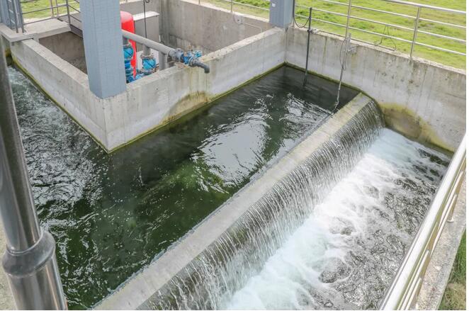 污水凈化后可養(yǎng)魚？這家污水處理廠真牛！-