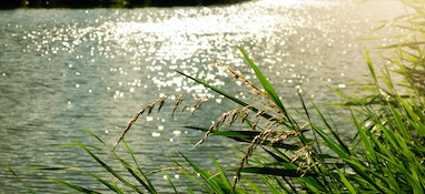 長江流域農業(yè)面源水污染現(xiàn)狀及解決對策